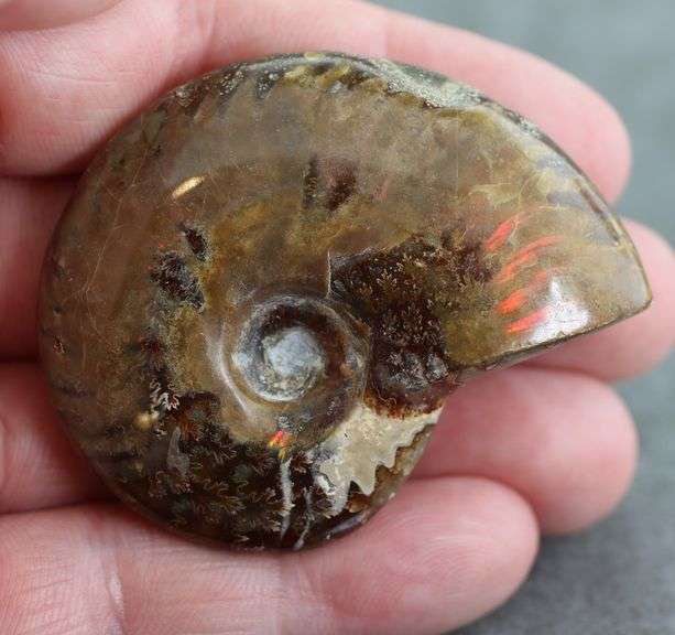 Flashing! 221.60ct iridescent Ammonite fossil