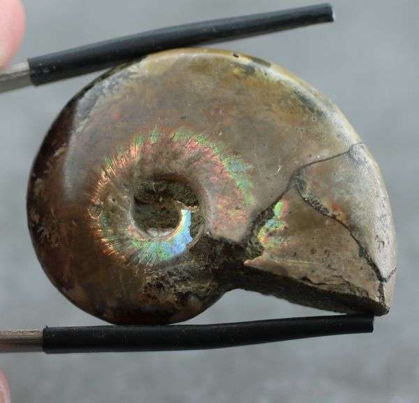 Rainbow flashes! 54.10ct iridescent Ammonite fossil