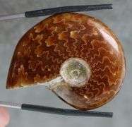 Incredible pattern! 86.57ct Cretacious era Ammonite fossil
