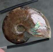 Rainbow flashes! 54.10ct iridescent Ammonite fossil