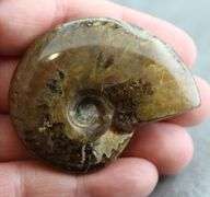 Flashing! 221.60ct iridescent Ammonite fossil