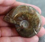 Simply gorgeous 208.49ct Cretacious era Ammonite fossil
