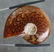 Incredible pattern! 86.57ct Cretacious era Ammonite fossil