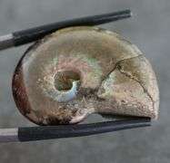 Rainbow flashes! 54.10ct iridescent Ammonite fossil