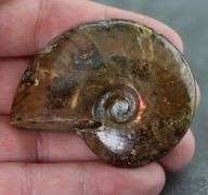Flashing! 221.60ct iridescent Ammonite fossil