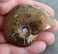 Flashing! 221.60ct iridescent Ammonite fossil