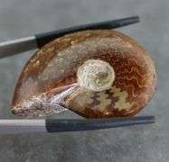 Incredible pattern! 86.57ct Cretacious era Ammonite fossil