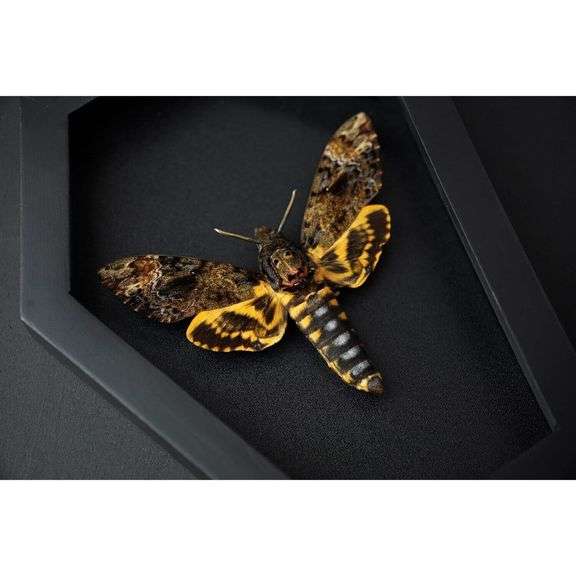 Real Skull Head Moth in Coffin Frame