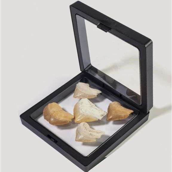 Authentic Prehistoric Shark Teeth Fossils