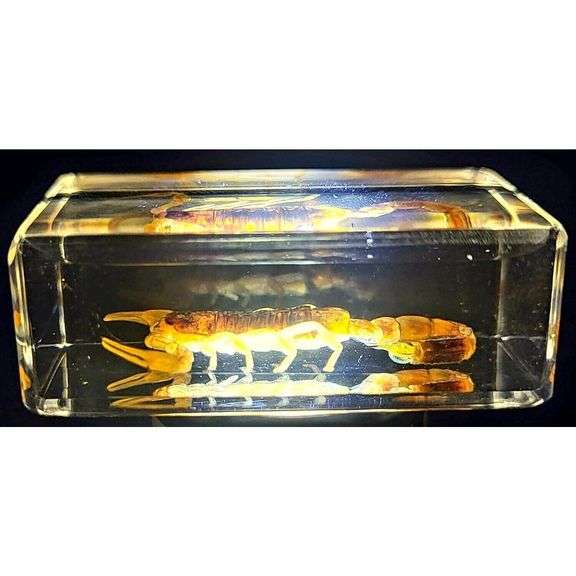 Real Golden Scorpion