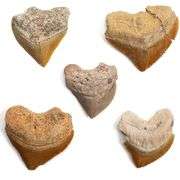 Authentic Prehistoric Shark Teeth Fossils