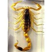 Real Golden Scorpion