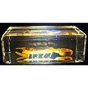 Real Golden Scorpion