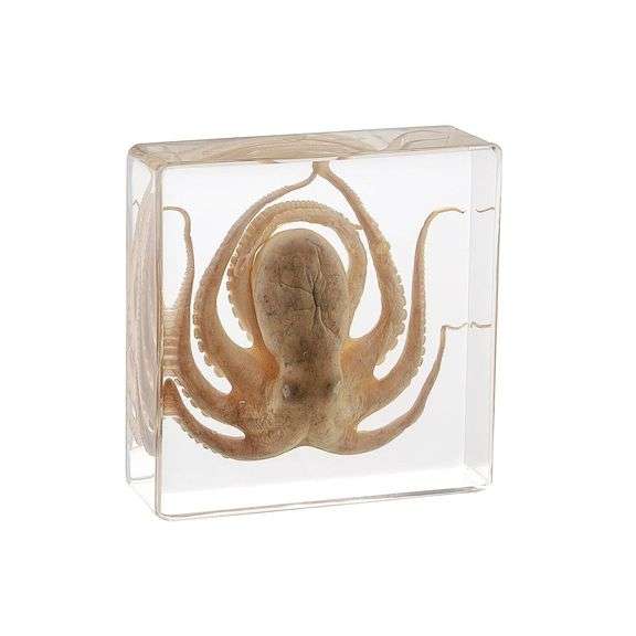 Collectible Octopus Specimen in Resin