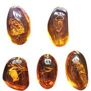 5pcs Insects Fossilized in Amber Collection