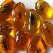 5pcs Insects Fossilized in Amber Collection