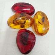 5pcs Insects Fossilized in Amber Collection