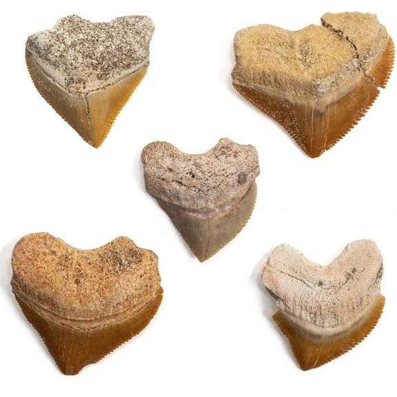 Real Prehistoric Shark Teeth Fossils