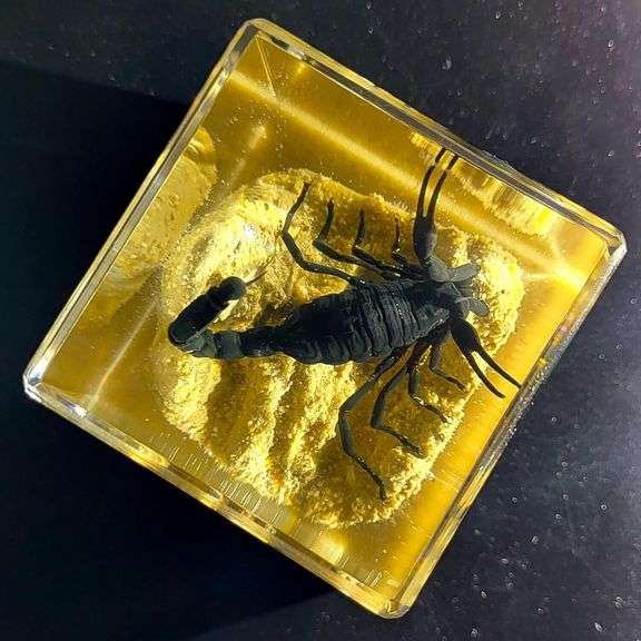 Preserved Real Black Scorpion on Sand