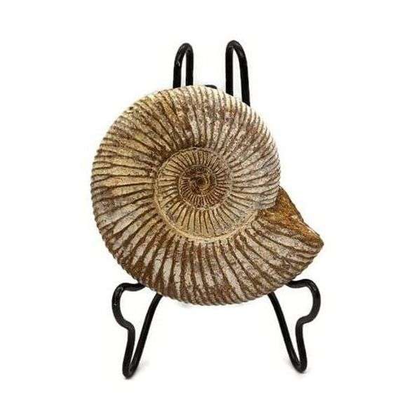 Genuine Ammonite Fossil from Madagascar