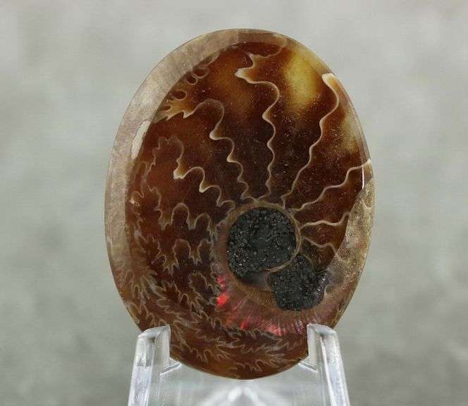 Dazzling 54.15ct Ammonite Fossil cabochon
