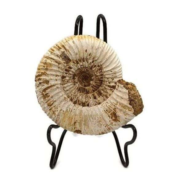 Genuine Ammonite Fossil from Madagascar