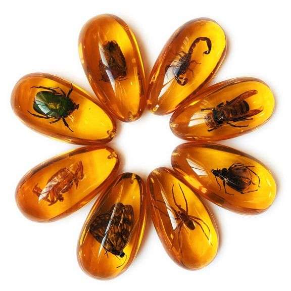 8-Piece Amber Fossil with Insect Specimens