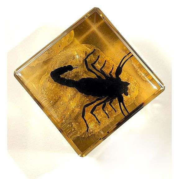 Preserved Real Black Scorpion on Sand