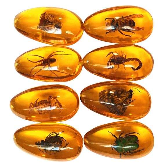 8-Piece Amber Fossil with Insect Specimens