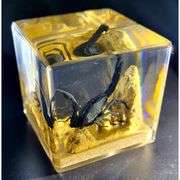 Preserved Real Black Scorpion on Sand