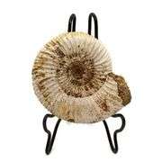 Genuine Ammonite Fossil from Madagascar