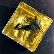 Preserved Real Black Scorpion on Sand