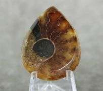 One of a kind 52.85ct Ammonite Fossil cabochon