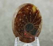 Dazzling 54.15ct Ammonite Fossil cabochon