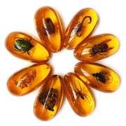 8-Piece Amber Fossil with Insect Specimens