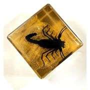 Preserved Real Black Scorpion on Sand