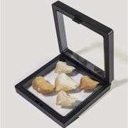 Real Prehistoric Shark Teeth Fossils