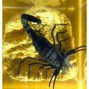 Preserved Real Black Scorpion on Sand