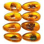 8-Piece Amber Fossil with Insect Specimens