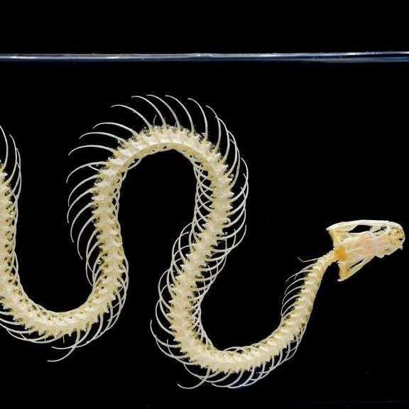 Real Snake Skeleton Encased in Acrylic Block