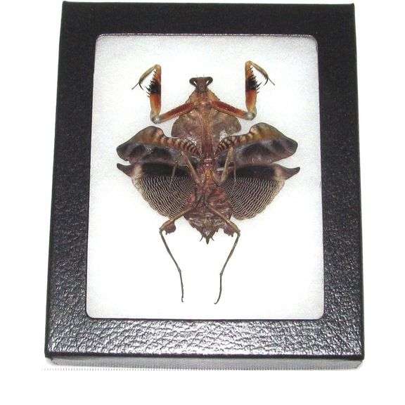 Dead Leaf Real Framed Praying Mantis