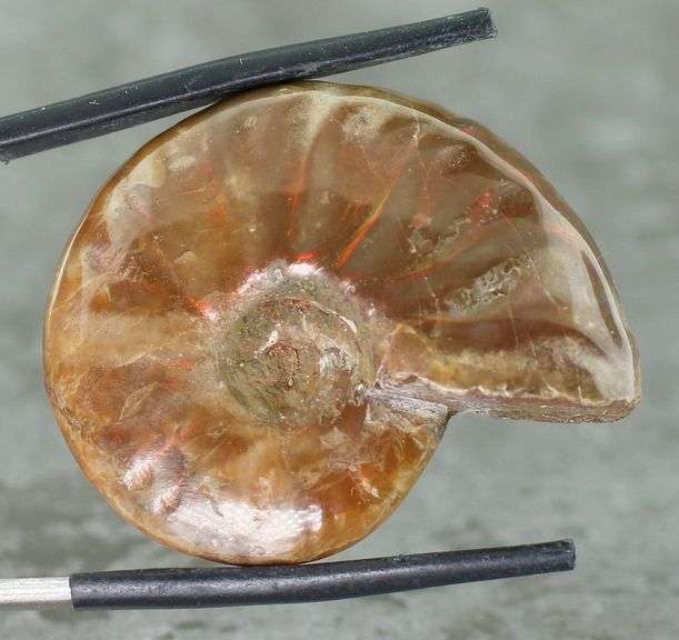 Flashing! 54.71ct opalescent Ammonite fossil