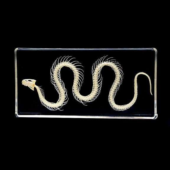 Real Snake Skeleton Encased in Acrylic Block