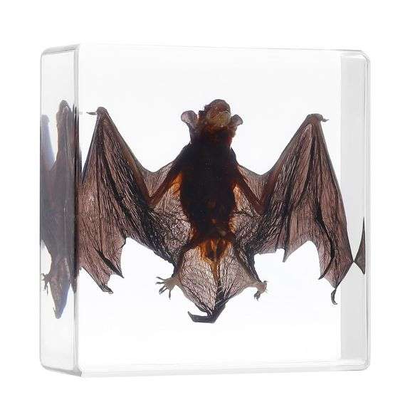Collectible Real Preserved Bat Encased in Resin