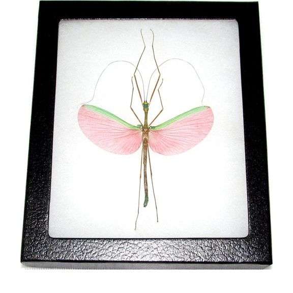 Elegant Preserved Walking Stick