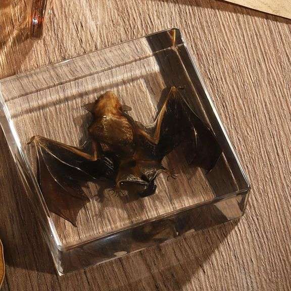 Preserved Real Bat Specimen