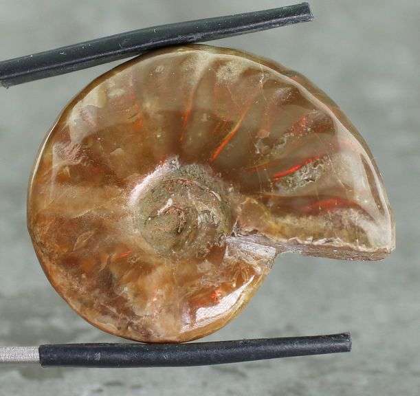 Flashing! 54.71ct opalescent Ammonite fossil
