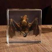 Preserved Real Bat Specimen