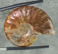 Flashing! 54.71ct opalescent Ammonite fossil