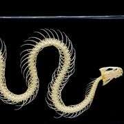 Real Snake Skeleton Encased in Acrylic Block